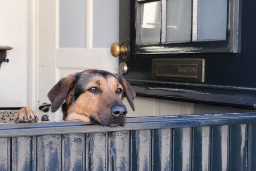 cane alla porta