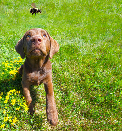 La puntura d’ape o di vespa nel cane: come comportarsi