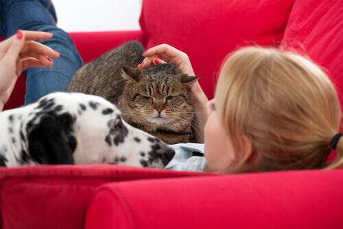 cane-e-gatto-divano