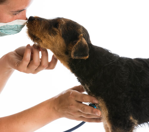 cane-e-veterinario