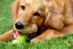 Create voi stessi i giocattoli per il vostro cane