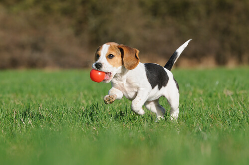 beagle con pallina in bocca