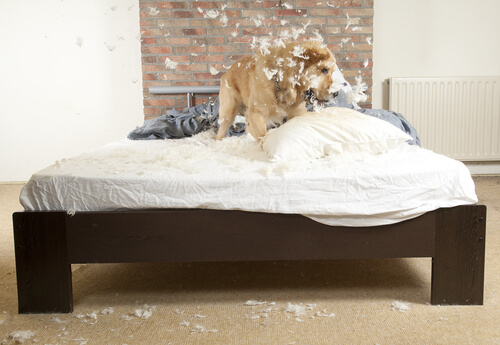 cane-mordendo-cuscino