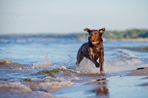 Come far rilassare il vostro cane