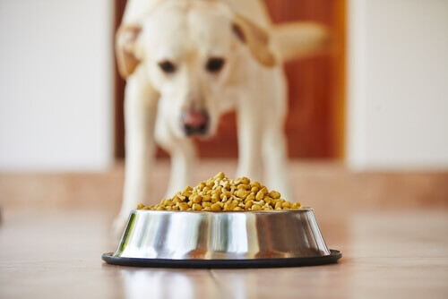 Domande frequenti sul cibo per cani