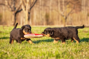 Evitare la masticazione distruttiva nei cani
