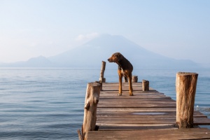 Animali ed acqua: alcuni dati curiosi