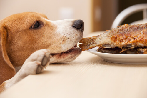 cane ruba da mangiare