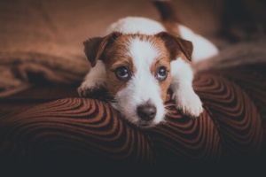 Cosa provano i cani quando uscite di casa