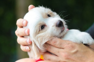Come prevenire l'aggressività nel vostro cane
