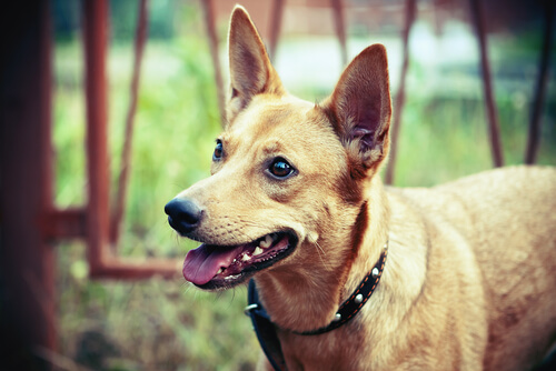 cane