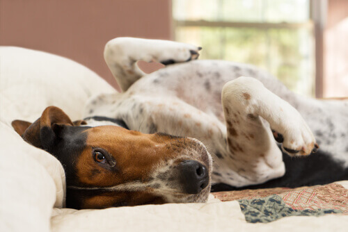 Come eliminare l’odore di cane dalla vostra casa