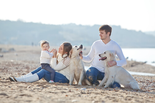 Cani con famiglia in spiaggia