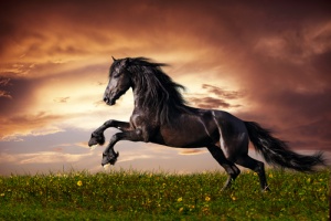 Conoscete le origini dei cavalli?