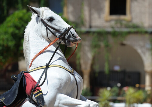 cavallo-andaluso-2