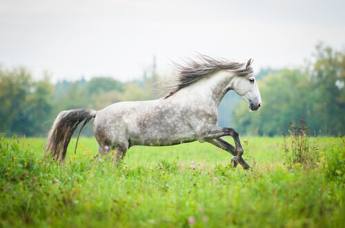 cavallo-andaluso-3