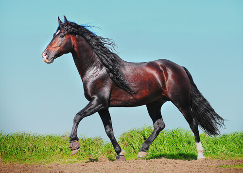 Il più elegante dei cavalli: l’Andaluso