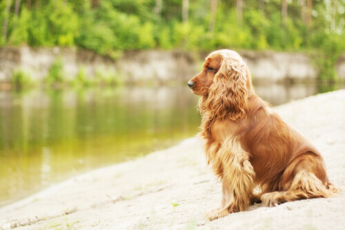 Cos'è l'otoematoma canino?