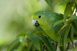 La cocorita argentina