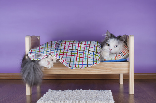 cuccia per gatto 2