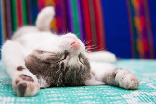 cuccia per gatto 3