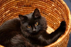 Idee fai da te: la cuccia del gatto