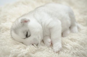 Come prendersi cura di un cucciolo durante la notte