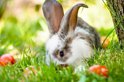 curiosità sui conigli