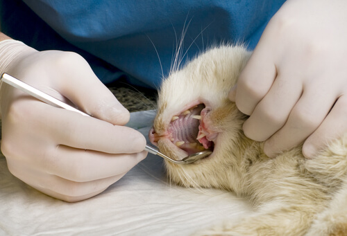 dentatura-gatto-2