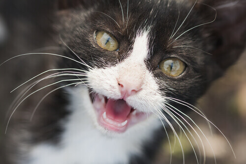denti-gatto