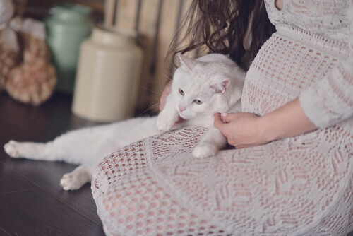 donna-incinta-gatto