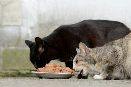 gatti-mangiando
