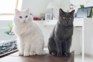 Animali e agenti allergenici: manuale di sopravvivenza