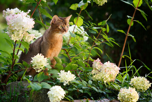 L'Abissino, il gatto dallo sguardo curioso
