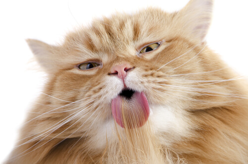 gatto che lecca