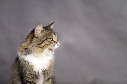 Perché i gatti restano con la bocca aperta?
