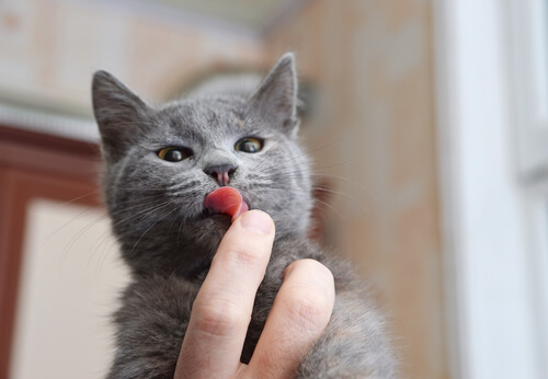 gatto-leccando1
