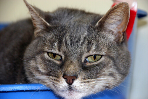 gatto malato 3