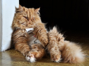 La bronchite felina