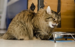 L' ipersensibilità alimentare nei gatti