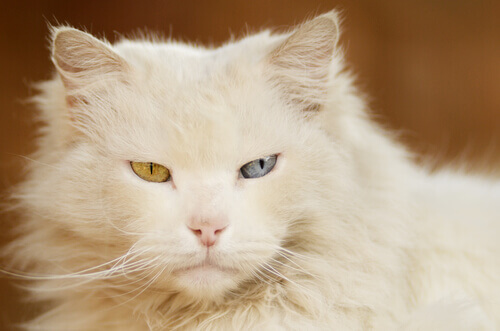gatto occhi bicolore