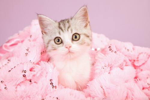 gatto rosa