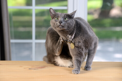 Come posso sapere se il mio gatto è allergico