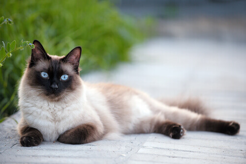 gatto siamese 2