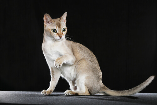 gatto-singapura-2