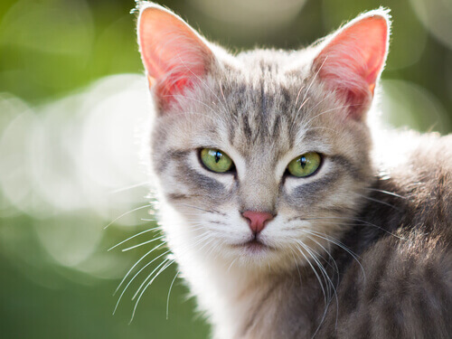 Cos'è l'immunodeficienza felina?