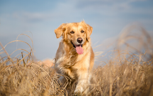 golden-retriever-2