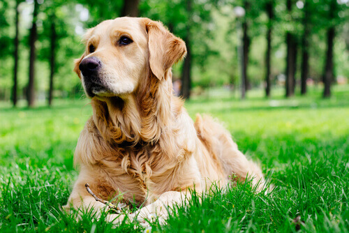 golden-retriever