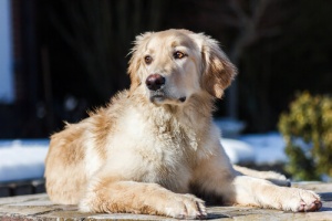 L'Hovawart, cane attivo e premuroso