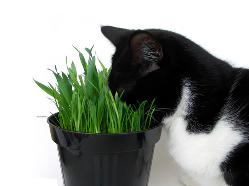 il gatto e le piante tossiche